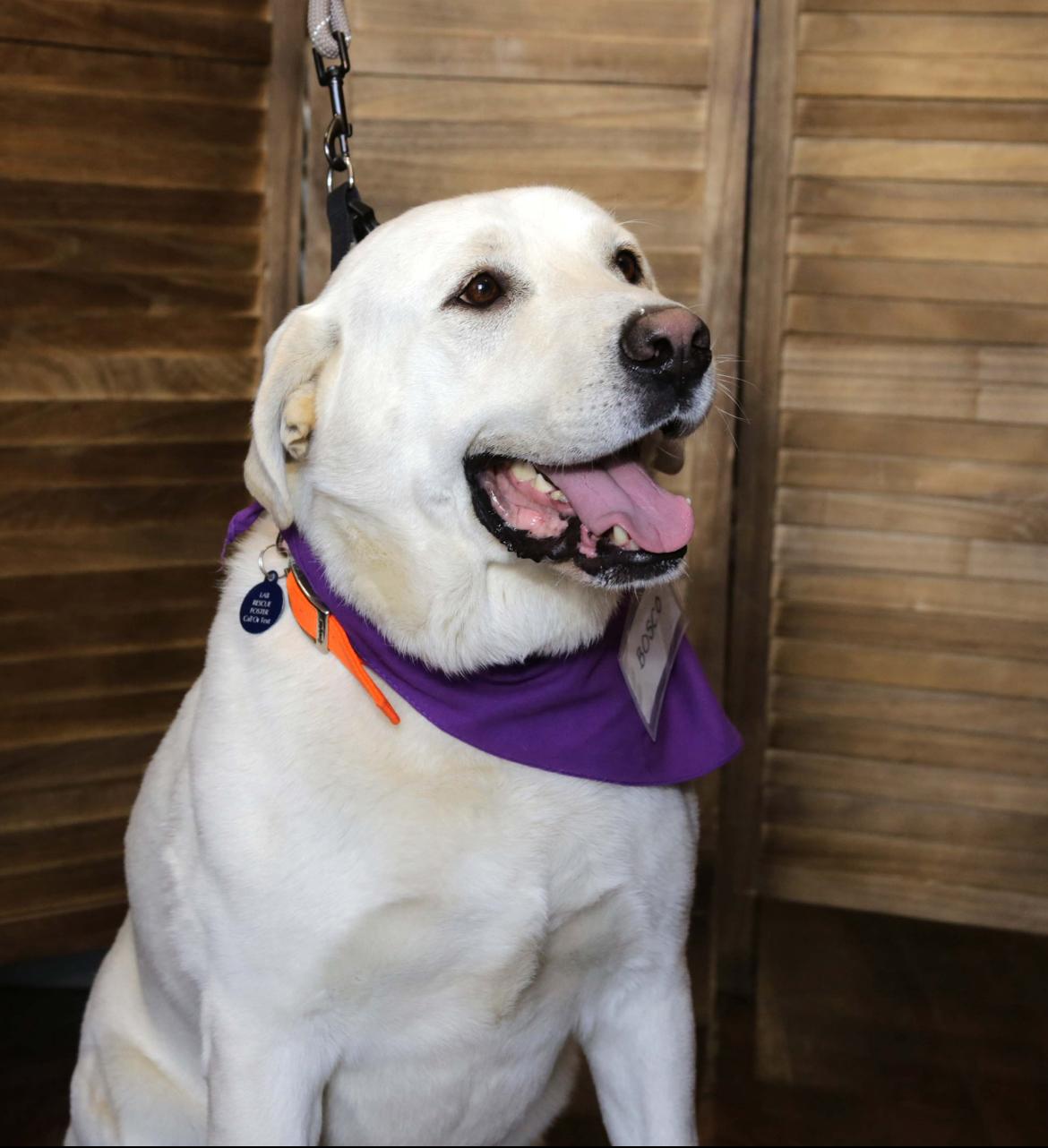 BOSCO , adoptable, Adult Male Labrador Retriever.