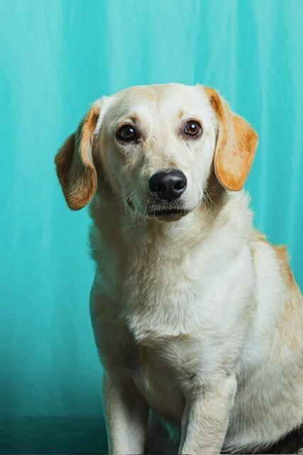 Cemita, Adoptable, Adult Female Retriever & Mixed Breed.