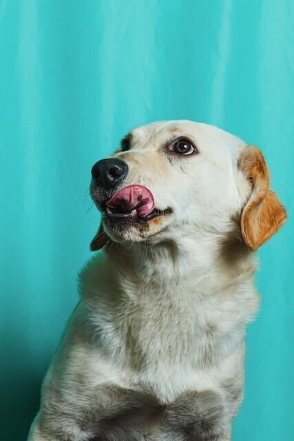 Enlarge Cemita, a Adoptable mixed breed in Calgary, AB image 2/2
