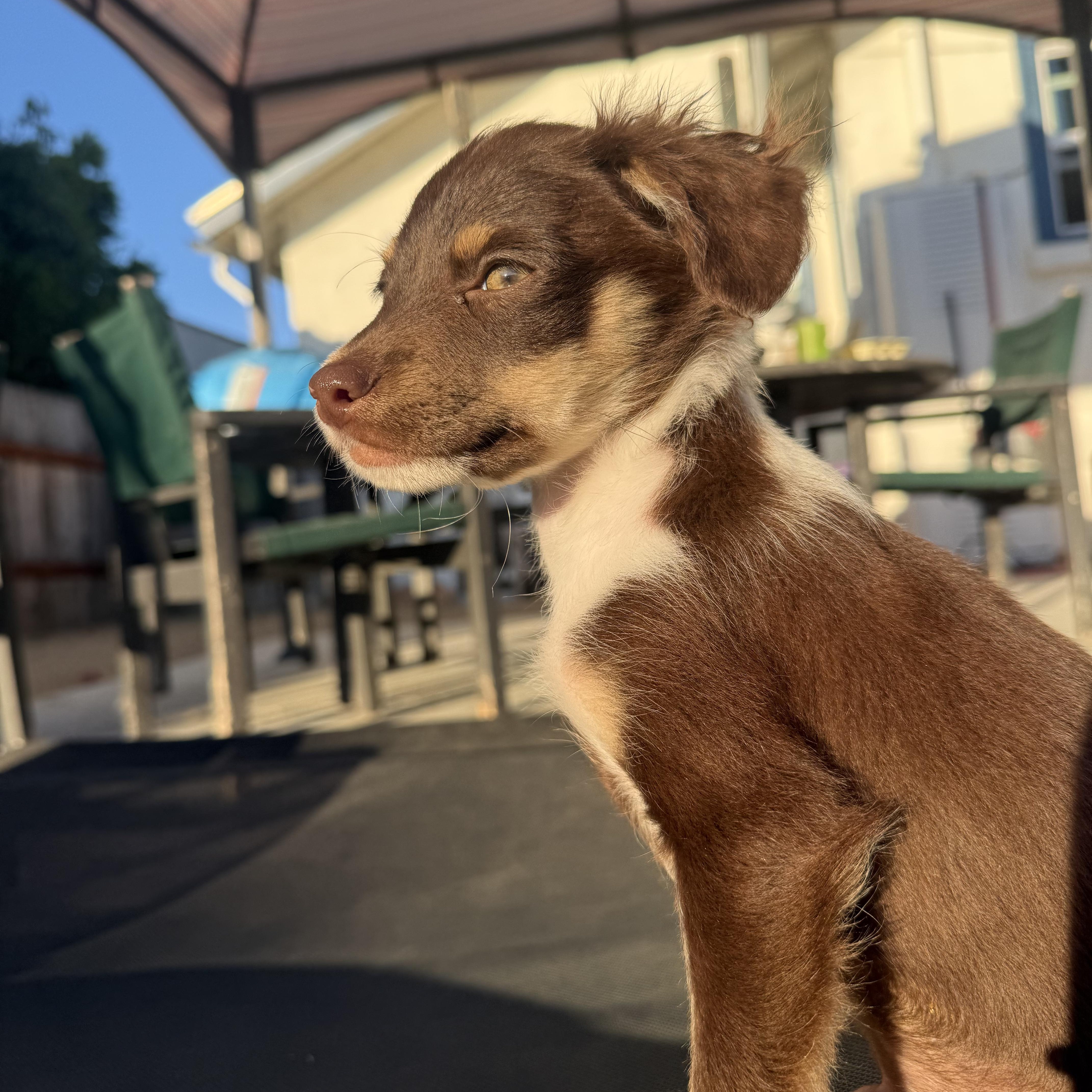 Enlarge Ravioli, a ADOPTABLE mixed breed in Sun Valley, CA image 1/1
