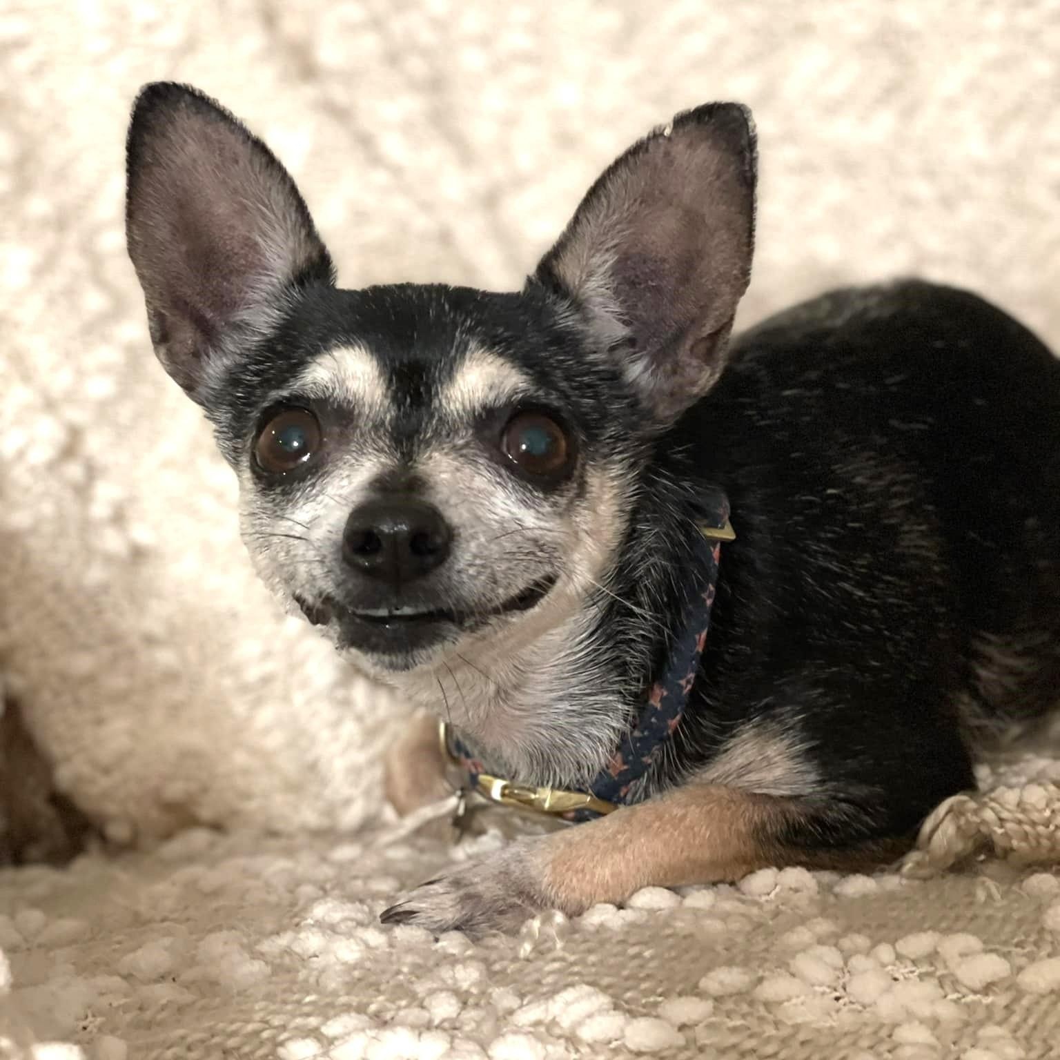 Gracie, Adoptable, Senior Female Chihuahua.