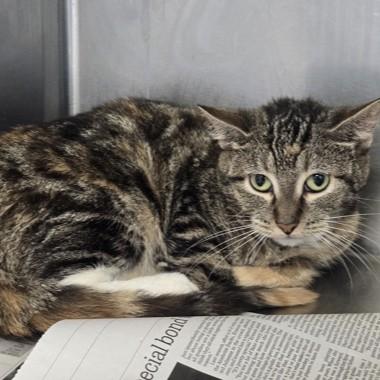 Hummingbird, ADOPTABLE, Adult Female Domestic Short Hair.