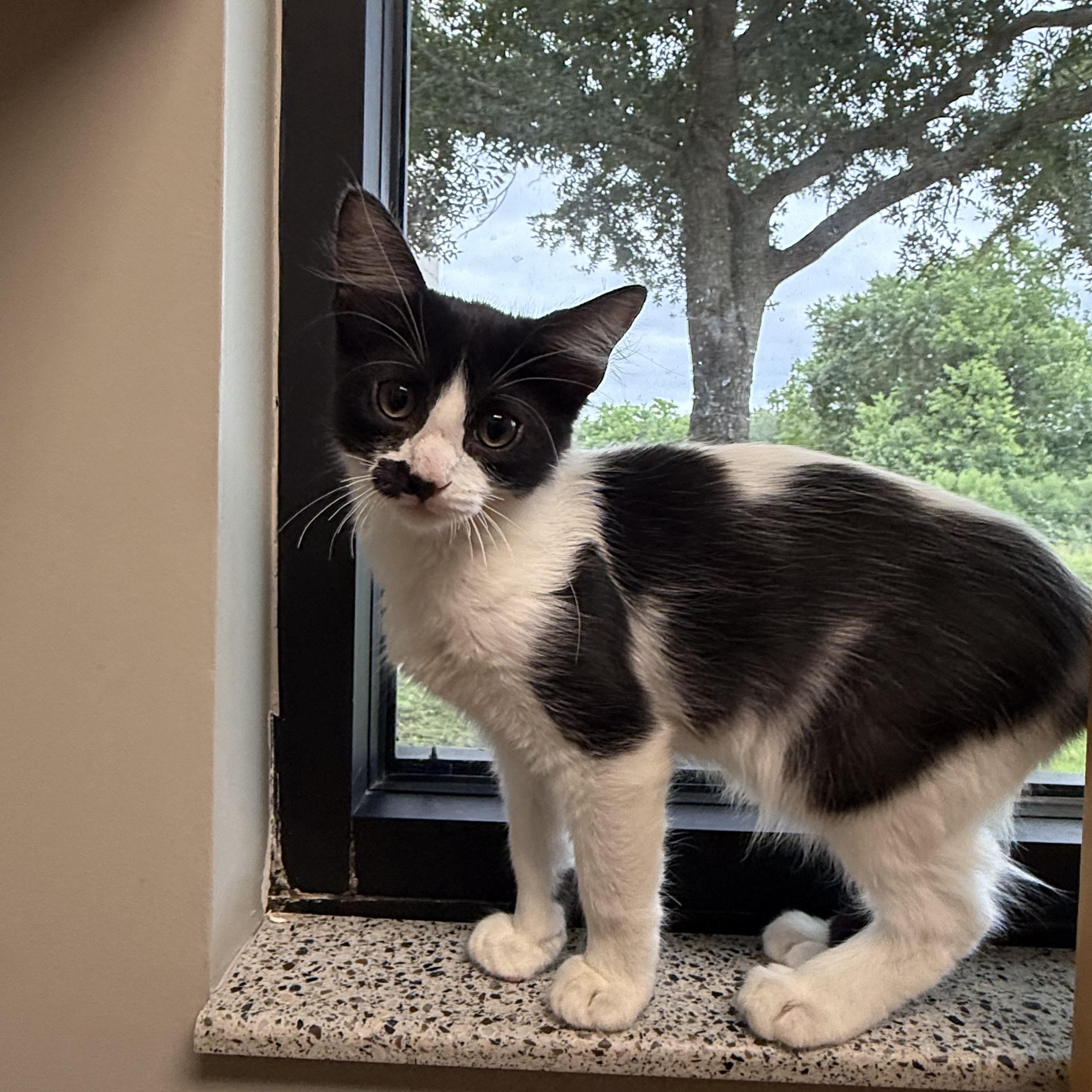 Enlarge Jerry, an adopted Domestic Medium Hair in Friendswood, TX image 2/2