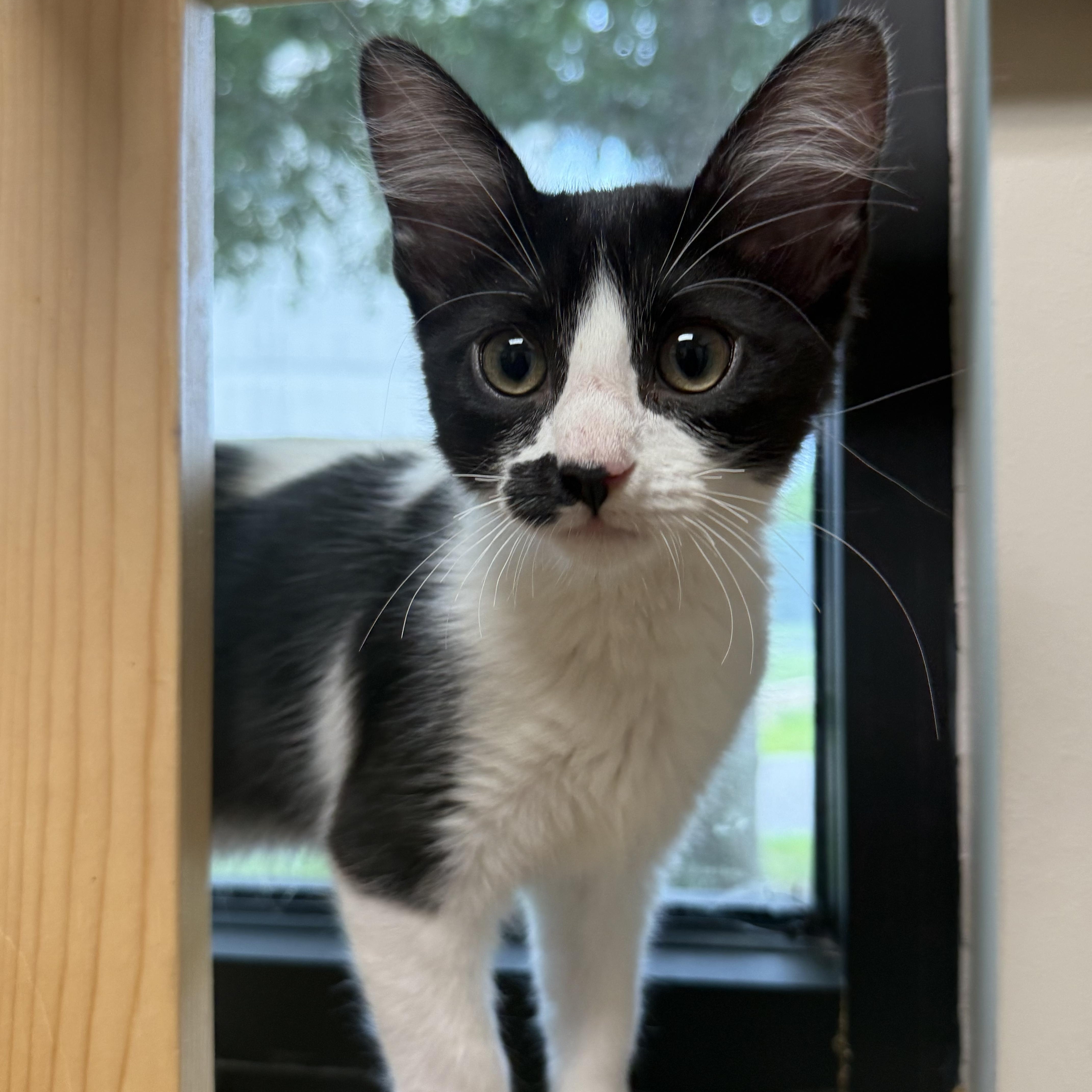 Enlarge Jerry, an adopted Domestic Medium Hair in Friendswood, TX image 1/2