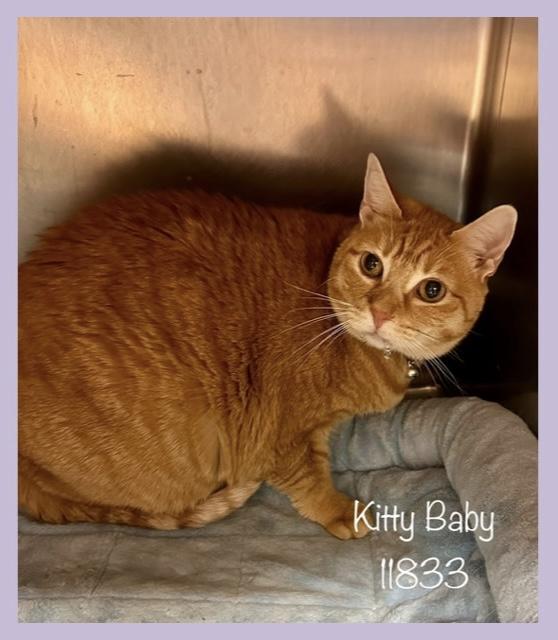 KITTY BABY Domestic Short Hair Cat