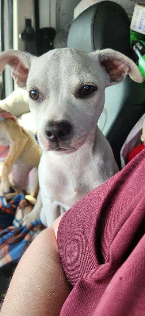 Fintan, Adoptable, Puppy Male Chihuahua & Mixed Breed.
