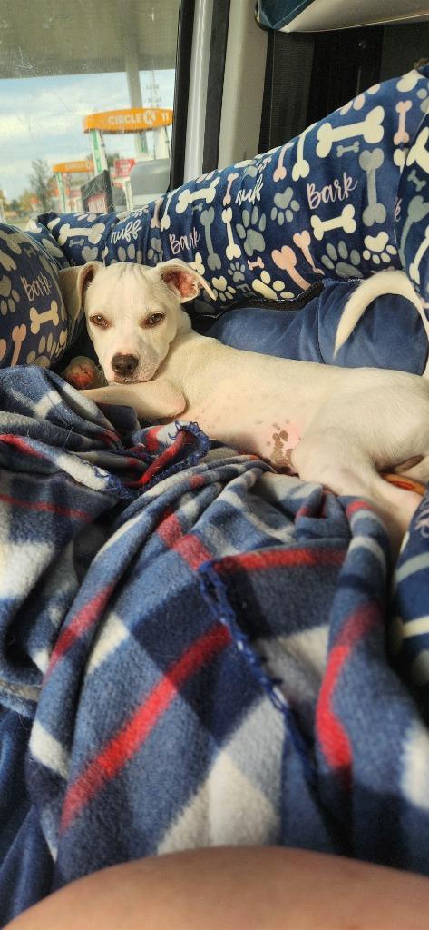 Fintan, a Adoptable mixed breed in Tampa, FL image 2/2