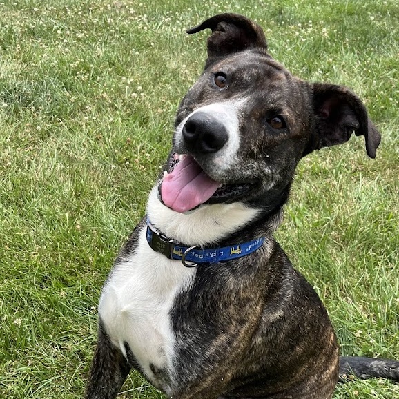 Dog for adoption Juice Fresh Start Prison Training, a Hound