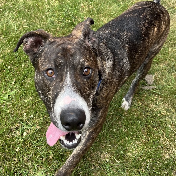 Enlarge Juice - 100% Sponsored Adoption, a Adoptable mixed breed in West Jefferson, OH image 5/6