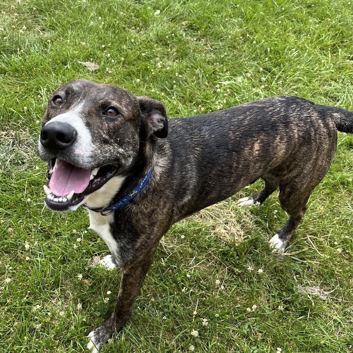 Enlarge Juice - 100% Sponsored Adoption, a Adoptable mixed breed in West Jefferson, OH image 3/6