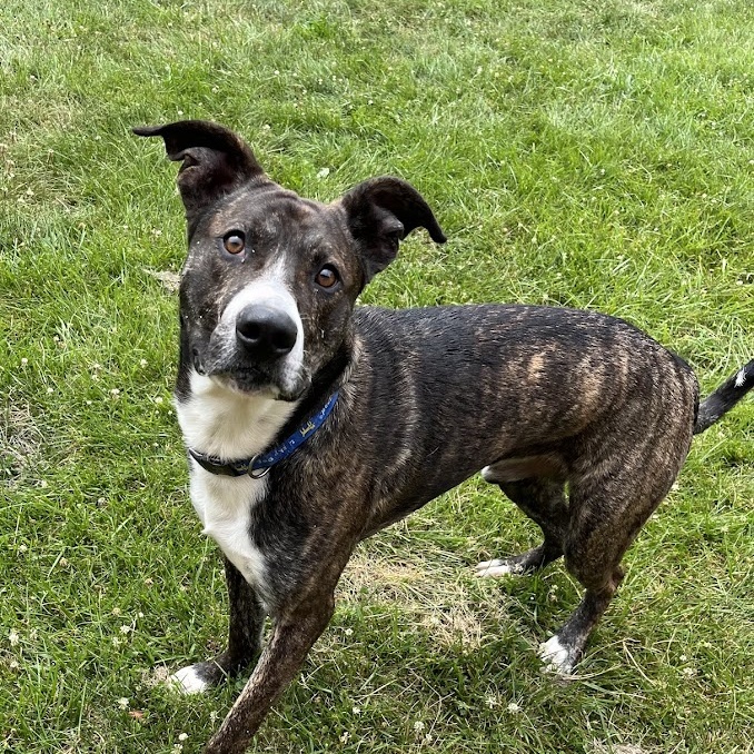 Enlarge Juice - 100% Sponsored Adoption, a Adoptable mixed breed in West Jefferson, OH image 4/6