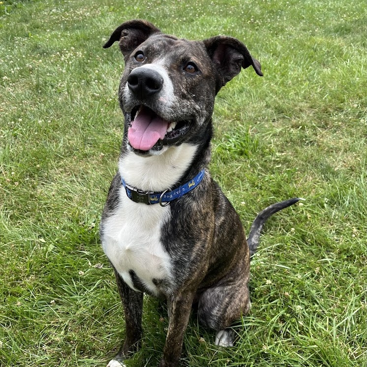 Enlarge Juice - 100% Sponsored Adoption, a Adoptable mixed breed in West Jefferson, OH image 1/6