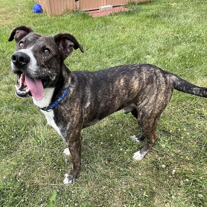 Enlarge Juice - 100% Sponsored Adoption, a Adoptable mixed breed in West Jefferson, OH image 6/6