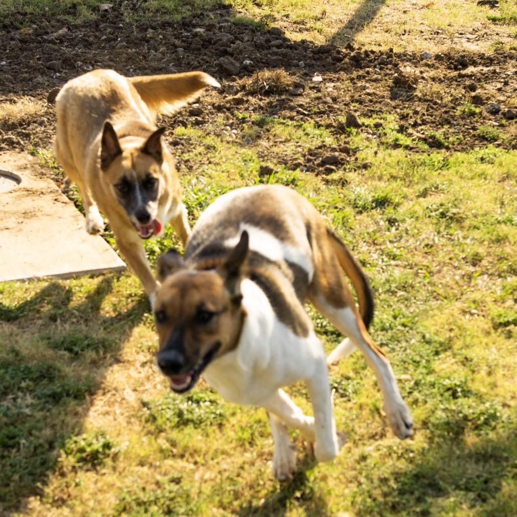 Enlarge Sissy Marie, a Adoptable mixed breed in Hartford , CT image 3/6
