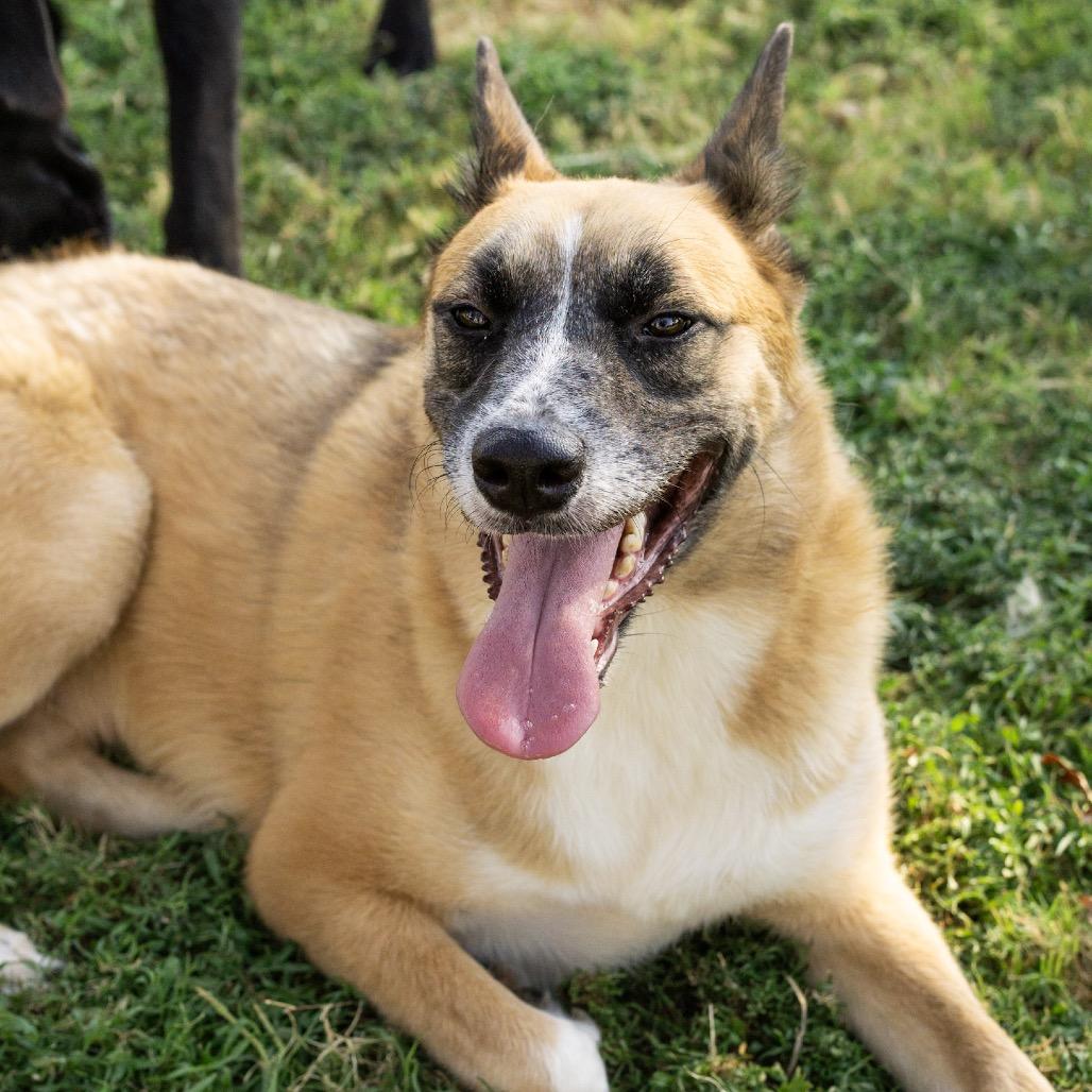 Enlarge Sissy Marie, a Adoptable mixed breed in Hartford , CT image 1/6