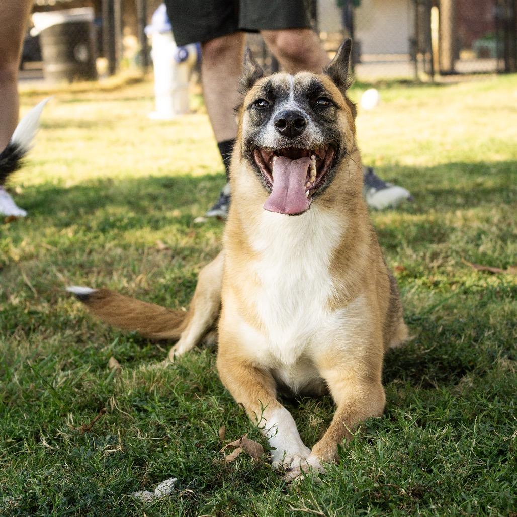 Enlarge Sissy Marie, a Adoptable mixed breed in Hartford , CT image 2/6