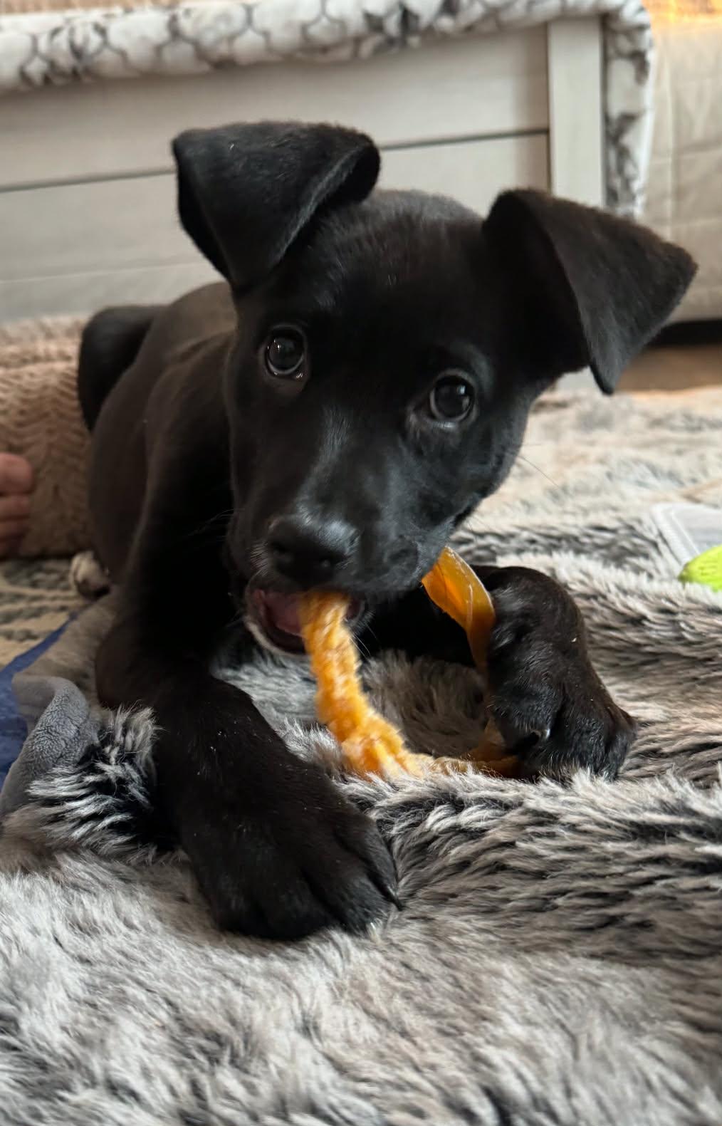 Enlarge Onyx, a ADOPTABLE mixed breed in Brunswick, ME image 2/2