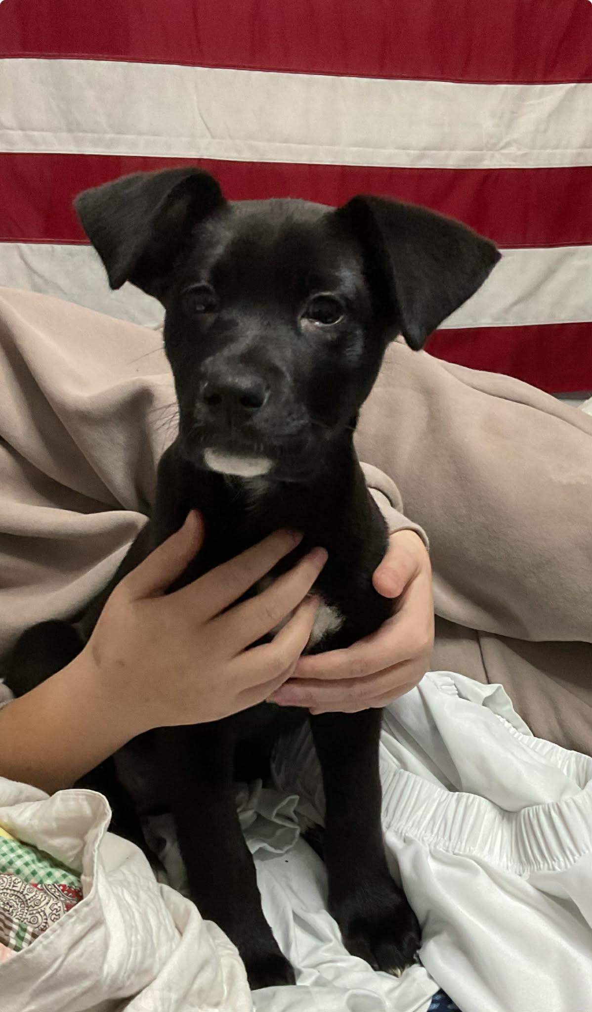 Enlarge Onyx, a ADOPTABLE mixed breed in Brunswick, ME image 1/2