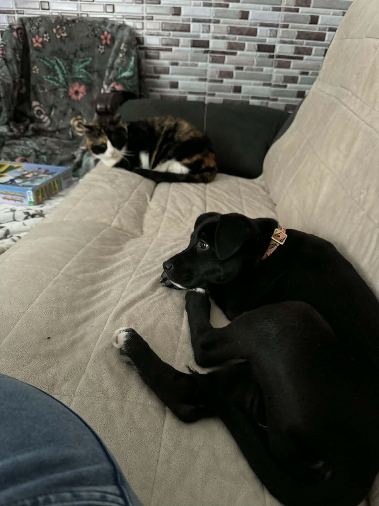 Enlarge Onyx, a ADOPTABLE mixed breed in Brunswick, ME image 2/2