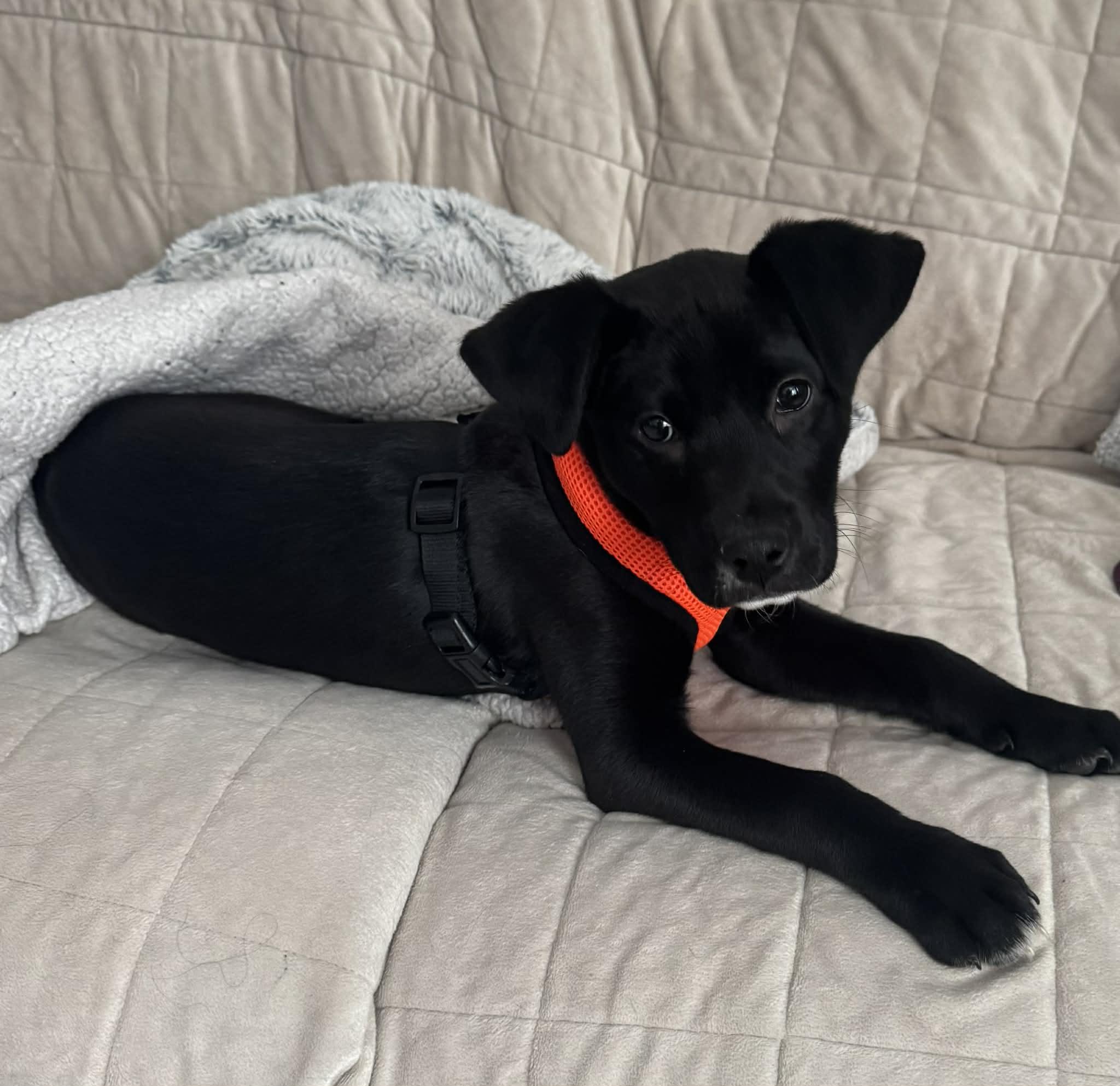 Enlarge Onyx, a ADOPTABLE mixed breed in Brunswick, ME image 1/2