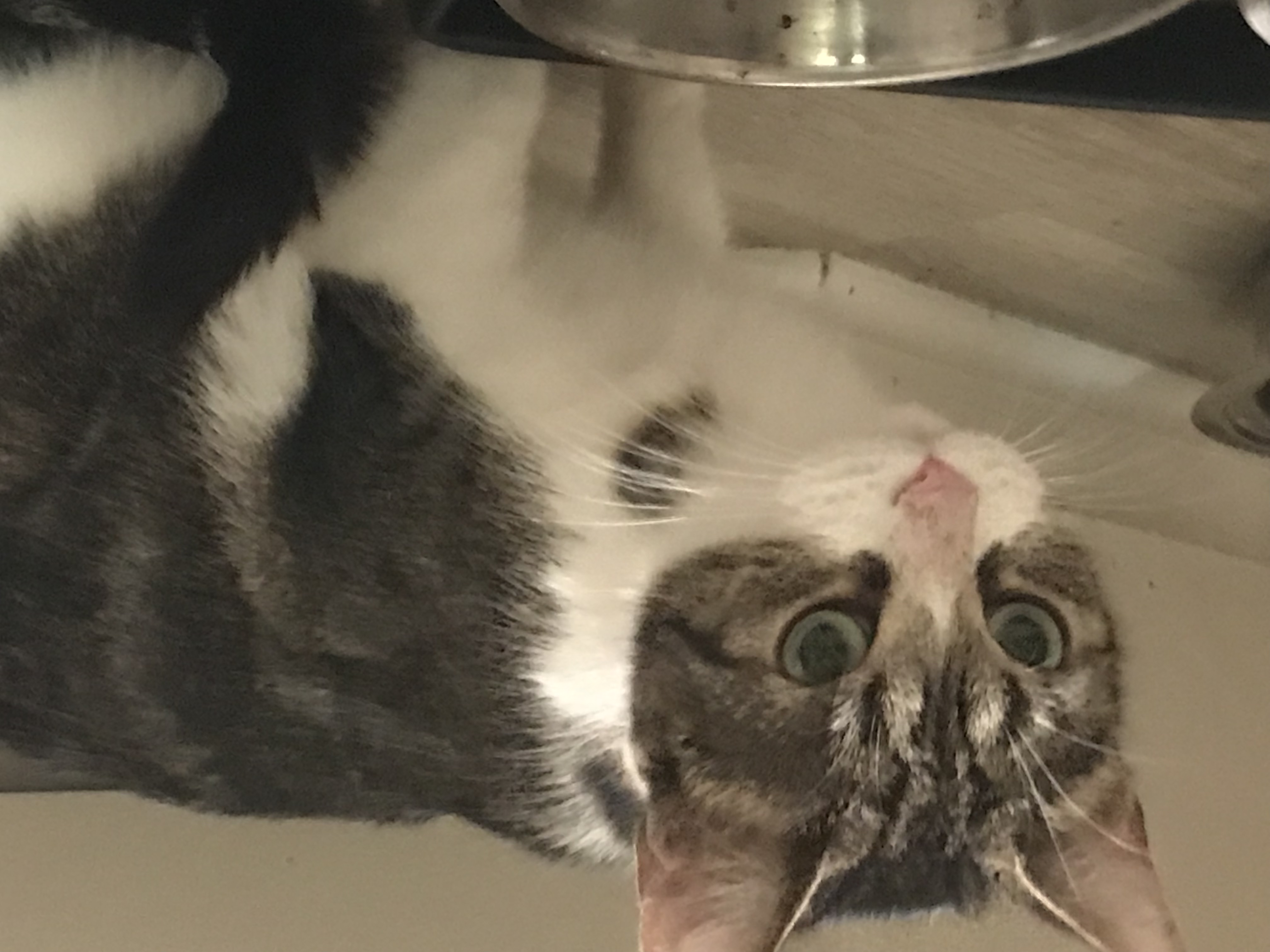 Nyla, Adoptable, Young Female Domestic Short Hair.