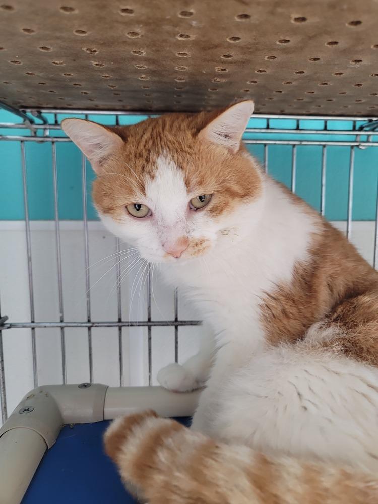 Stede Bonnet, Adopted, Adult Male Domestic Short Hair.