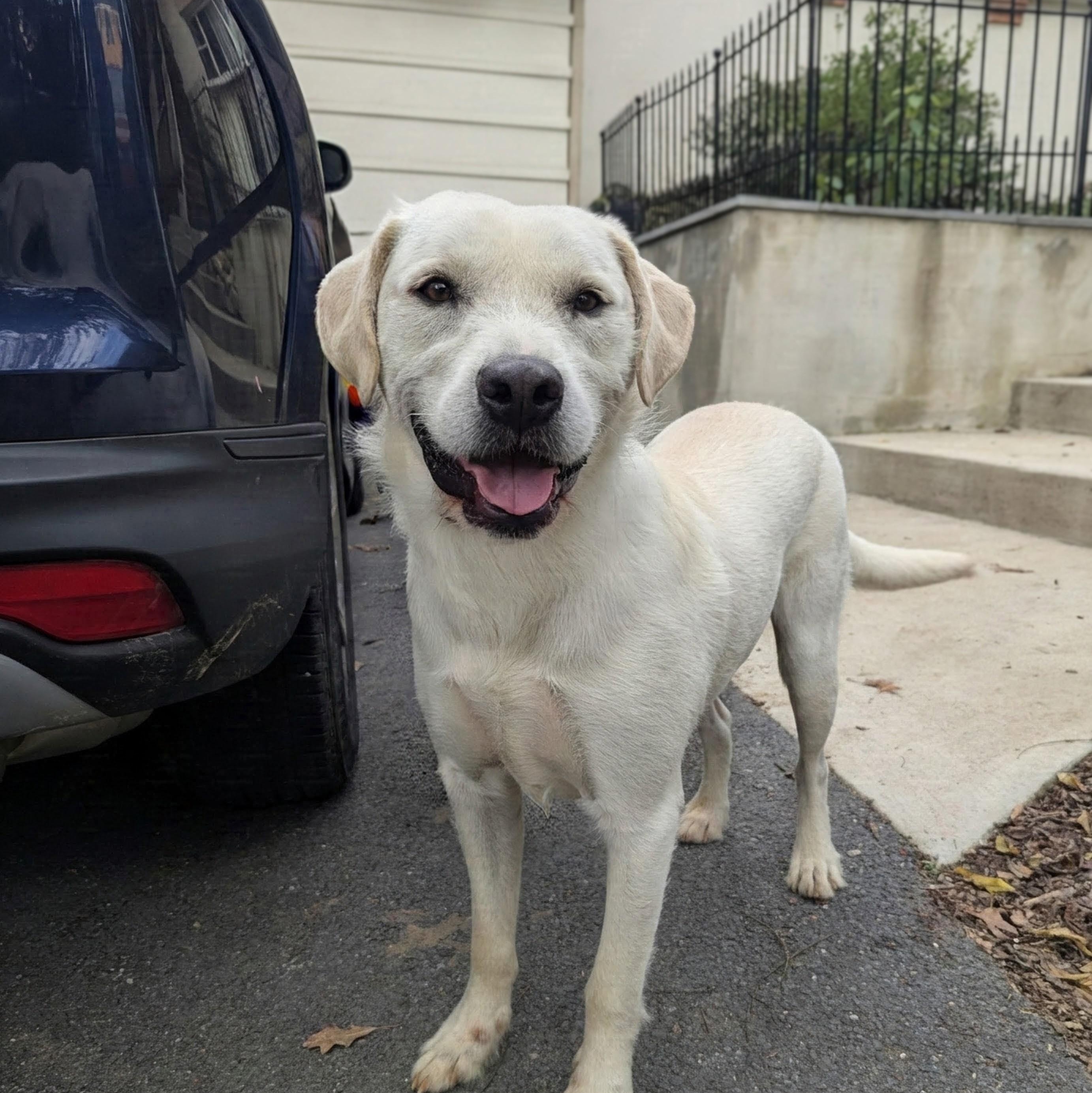 Enlarge Nugget, a Adoptable mixed breed in Potomac, MD image 2/6