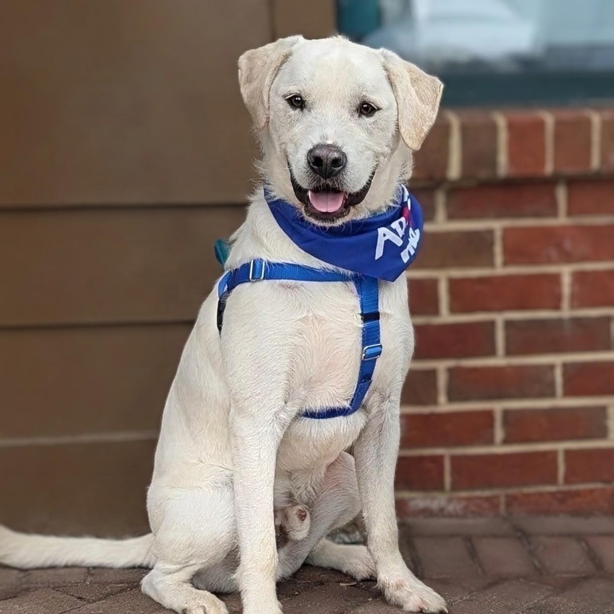 Enlarge Nugget, a Adoptable mixed breed in Potomac, MD image 3/6