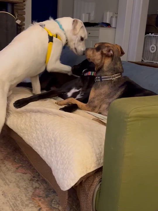 Enlarge Nugget, a Adoptable mixed breed in Potomac, MD video 6/6