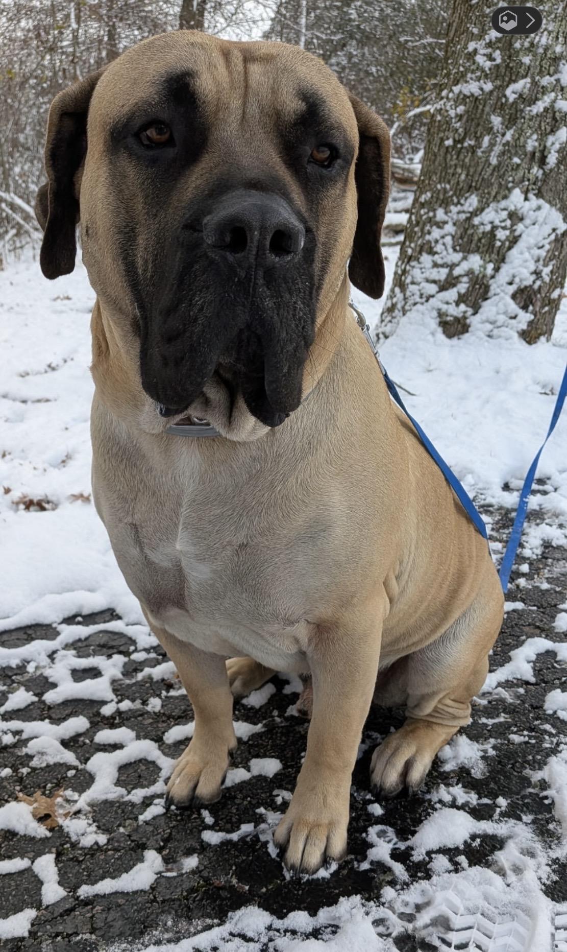 Enlarge Leo, a Adoptable Presa Canario in Limekiln, PA image 4/6