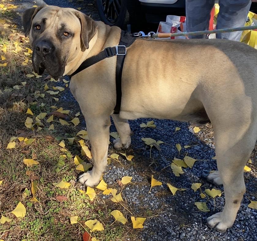 Enlarge Leo, a Adoptable Presa Canario in Limekiln, PA image 5/6