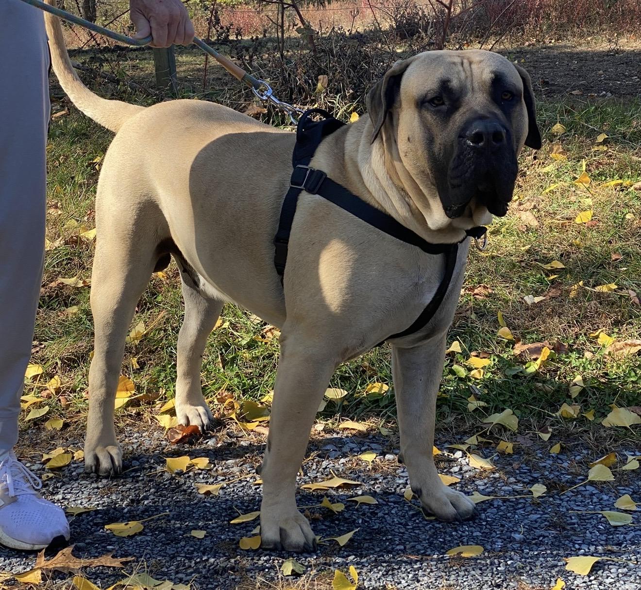 Enlarge Leo, a Adoptable Presa Canario in Limekiln, PA image 6/6