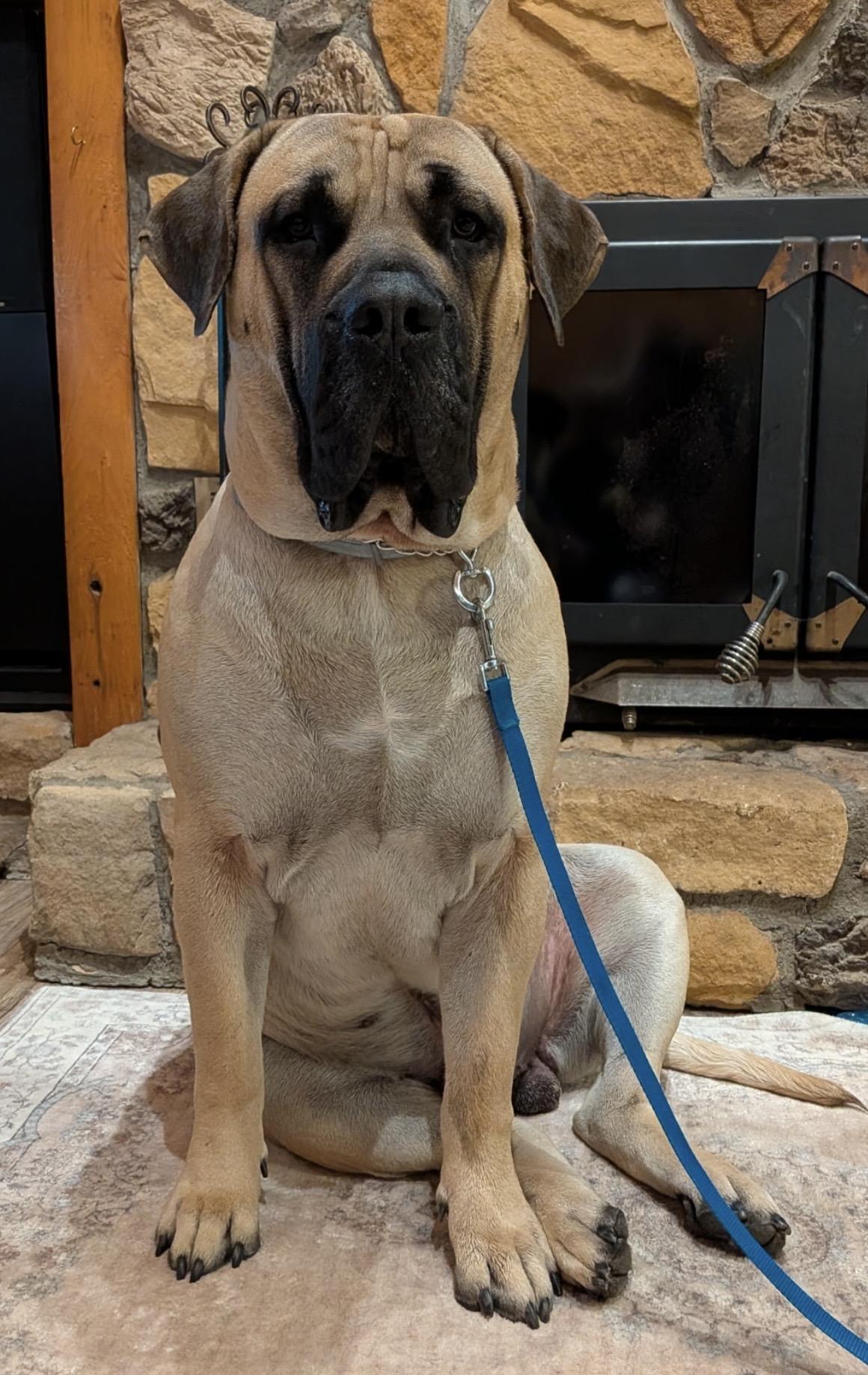 Enlarge Leo, a Adoptable Presa Canario in Limekiln, PA image 3/6
