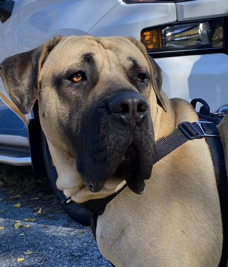 Enlarge Leo, a Adoptable Presa Canario in Limekiln, PA image 2/6