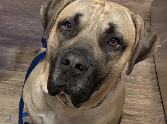 Enlarge Leo, a Adoptable Presa Canario in Limekiln, PA image 1/6