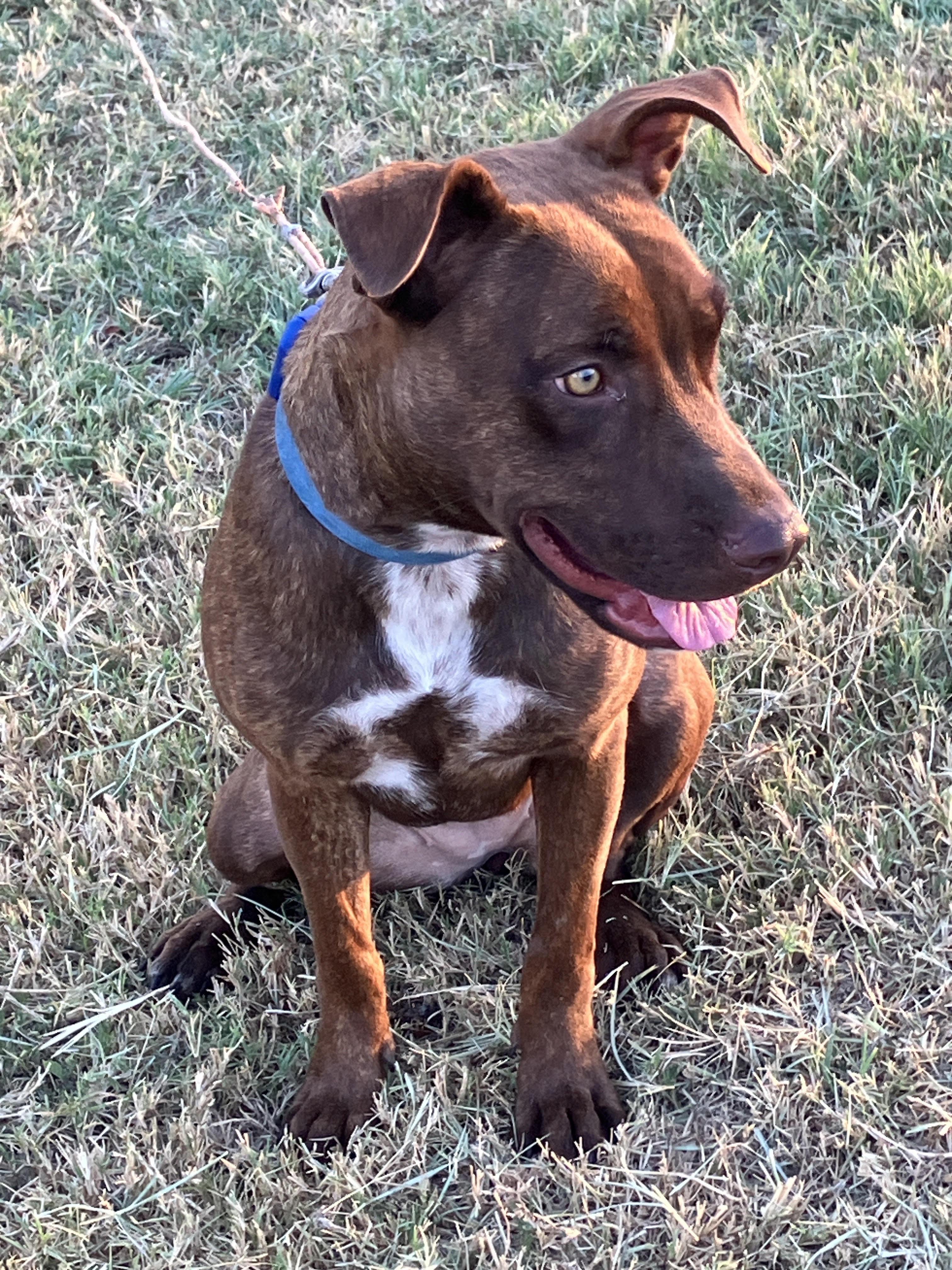 Enlarge HAZEL-Happy, Healthy, Dog Friendly, a Adoptable mixed breed in South Hadley, MA image 3/6