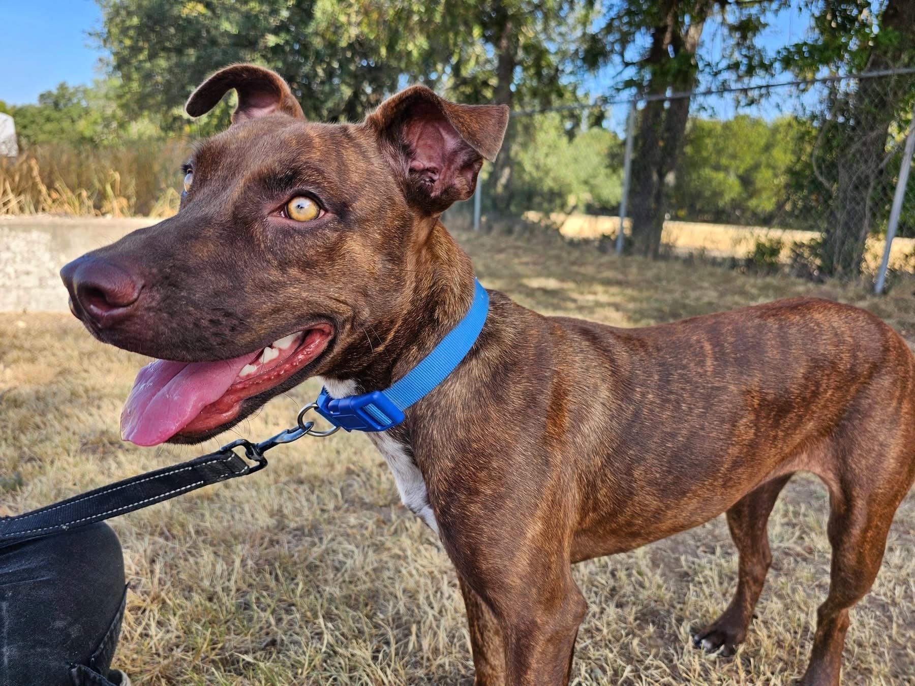 Enlarge HAZEL-Happy, Healthy, Dog Friendly, a Adoptable mixed breed in South Hadley, MA image 4/6
