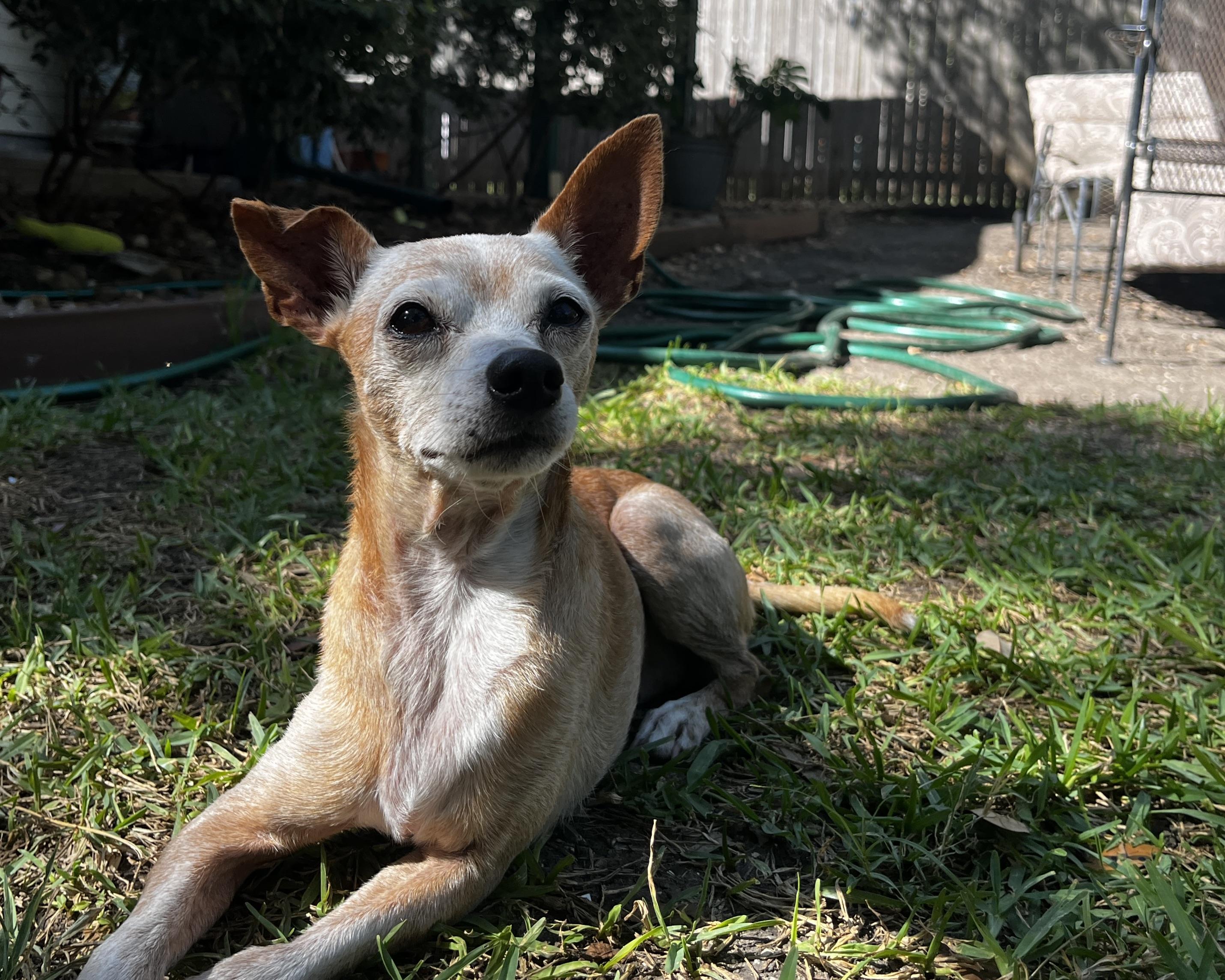 Zip, a Adoptable mixed breed in San Antonio, TX image 6/6