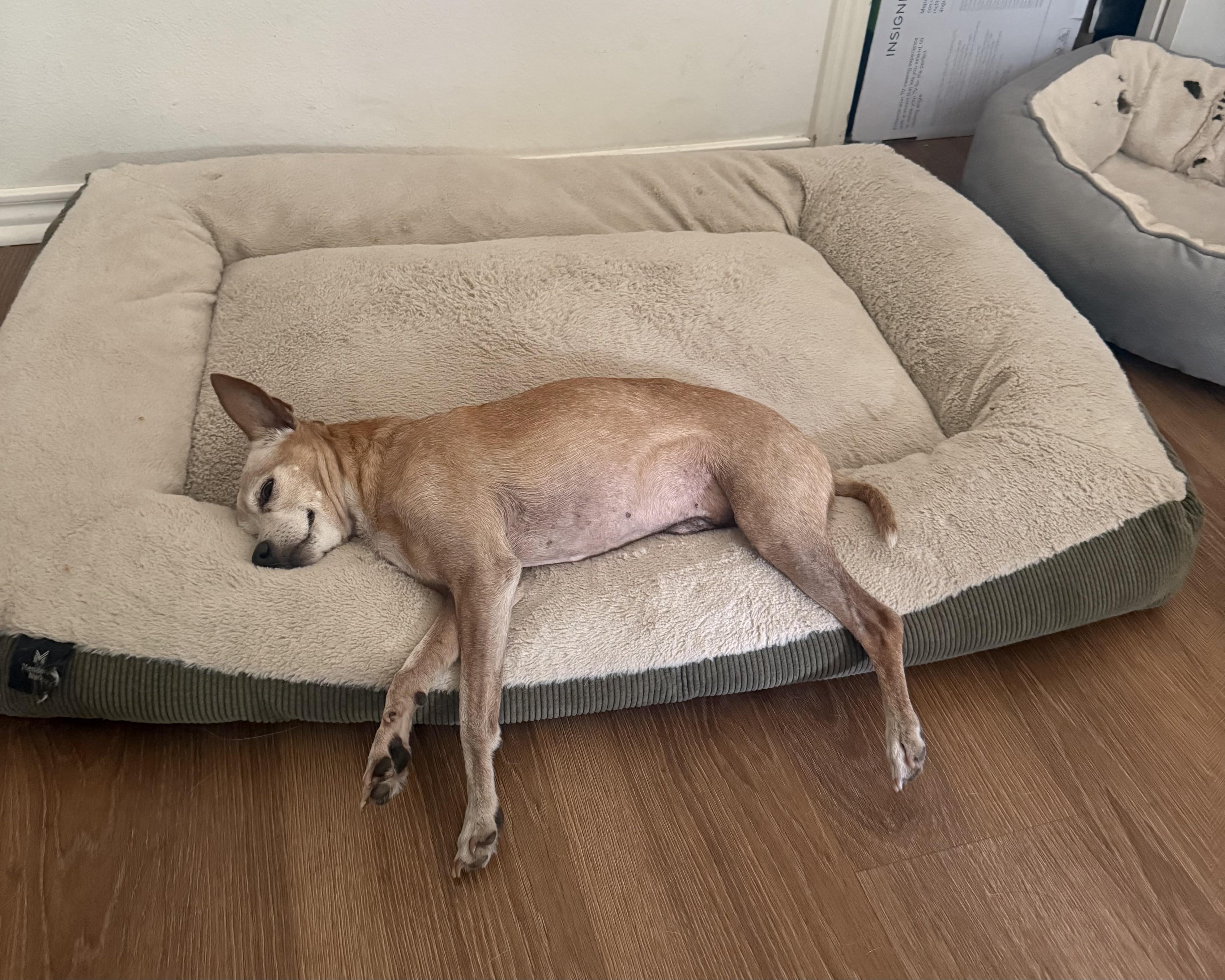 Zip, a Adoptable mixed breed in San Antonio, TX image 5/6