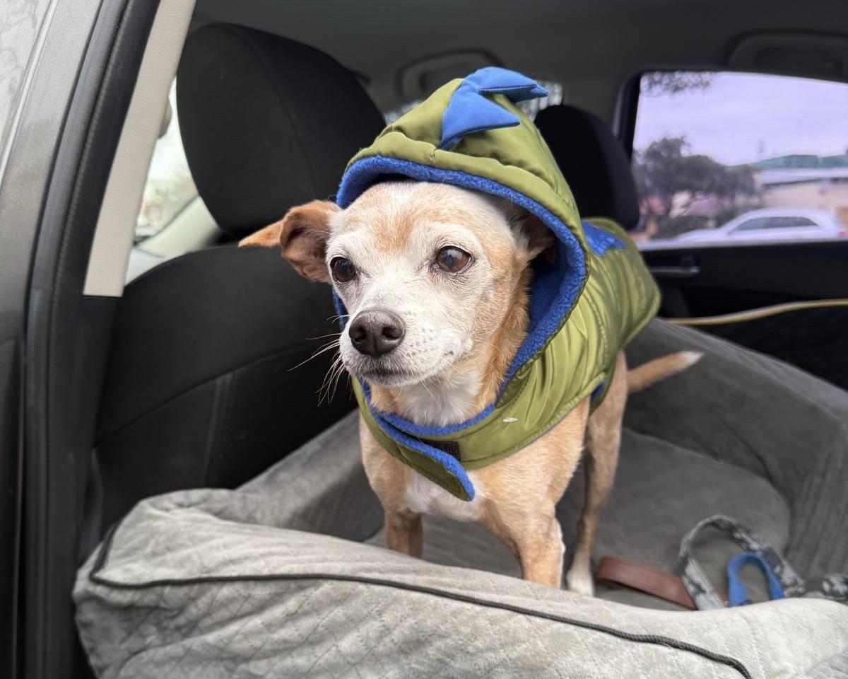 Enlarge Zip, a Adoptable mixed breed in San Antonio, TX image 2/6