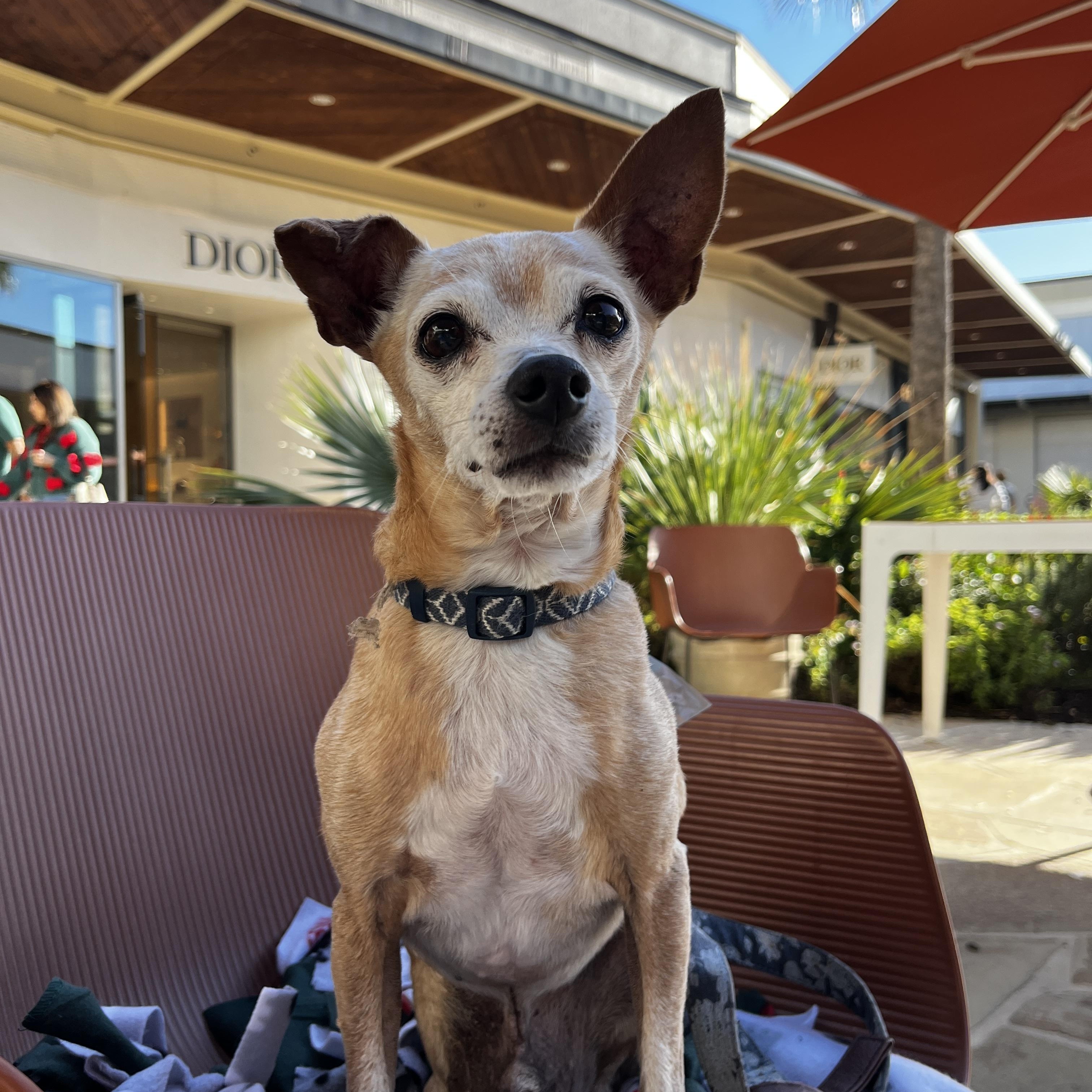 Enlarge Zip, a Adoptable mixed breed in San Antonio, TX image 3/6