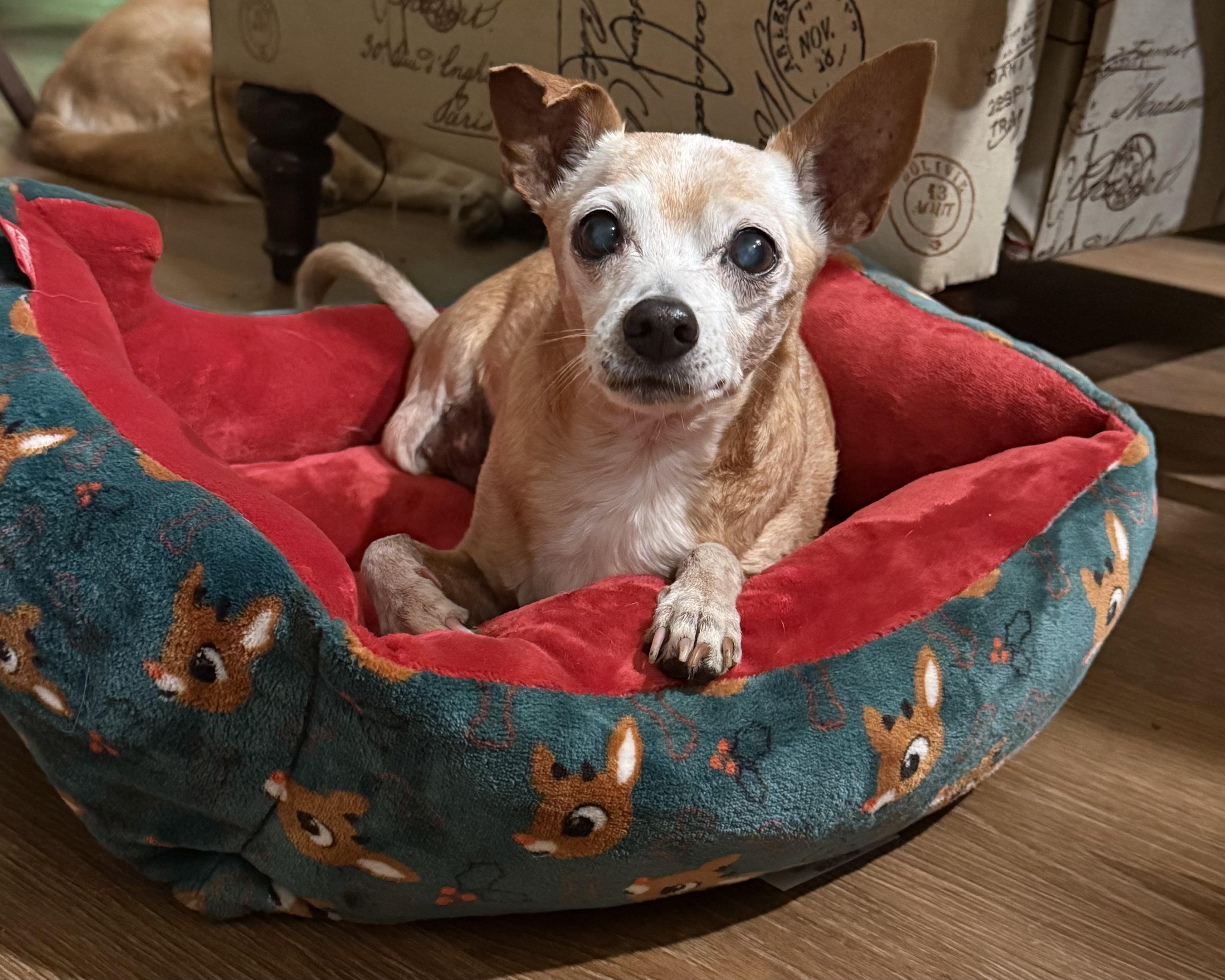 Enlarge Zip, a Adoptable mixed breed in San Antonio, TX image 1/6