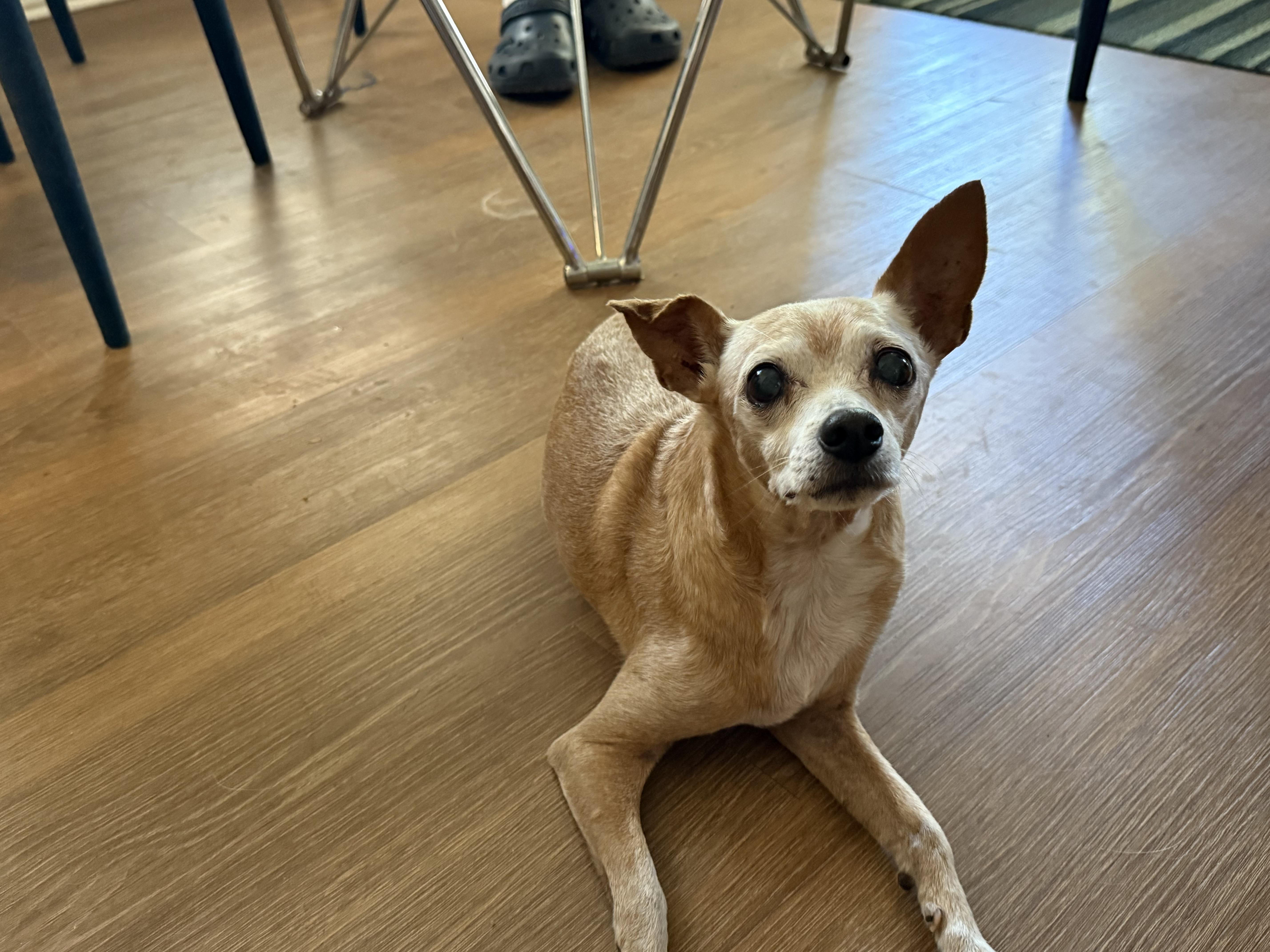 Zip, a Adoptable mixed breed in San Antonio, TX image 1/6