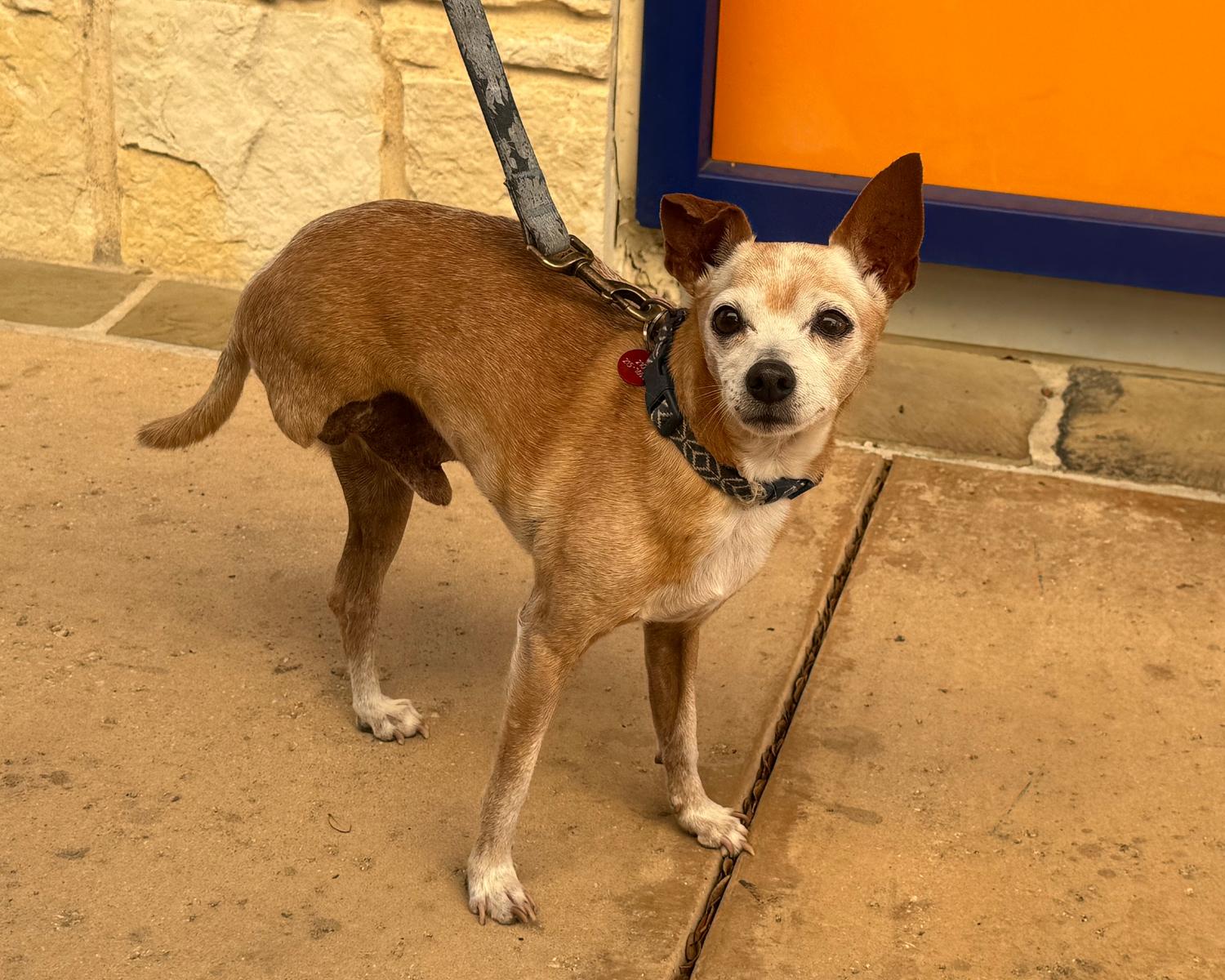 Enlarge Zip, a Adoptable mixed breed in San Antonio, TX image 4/6