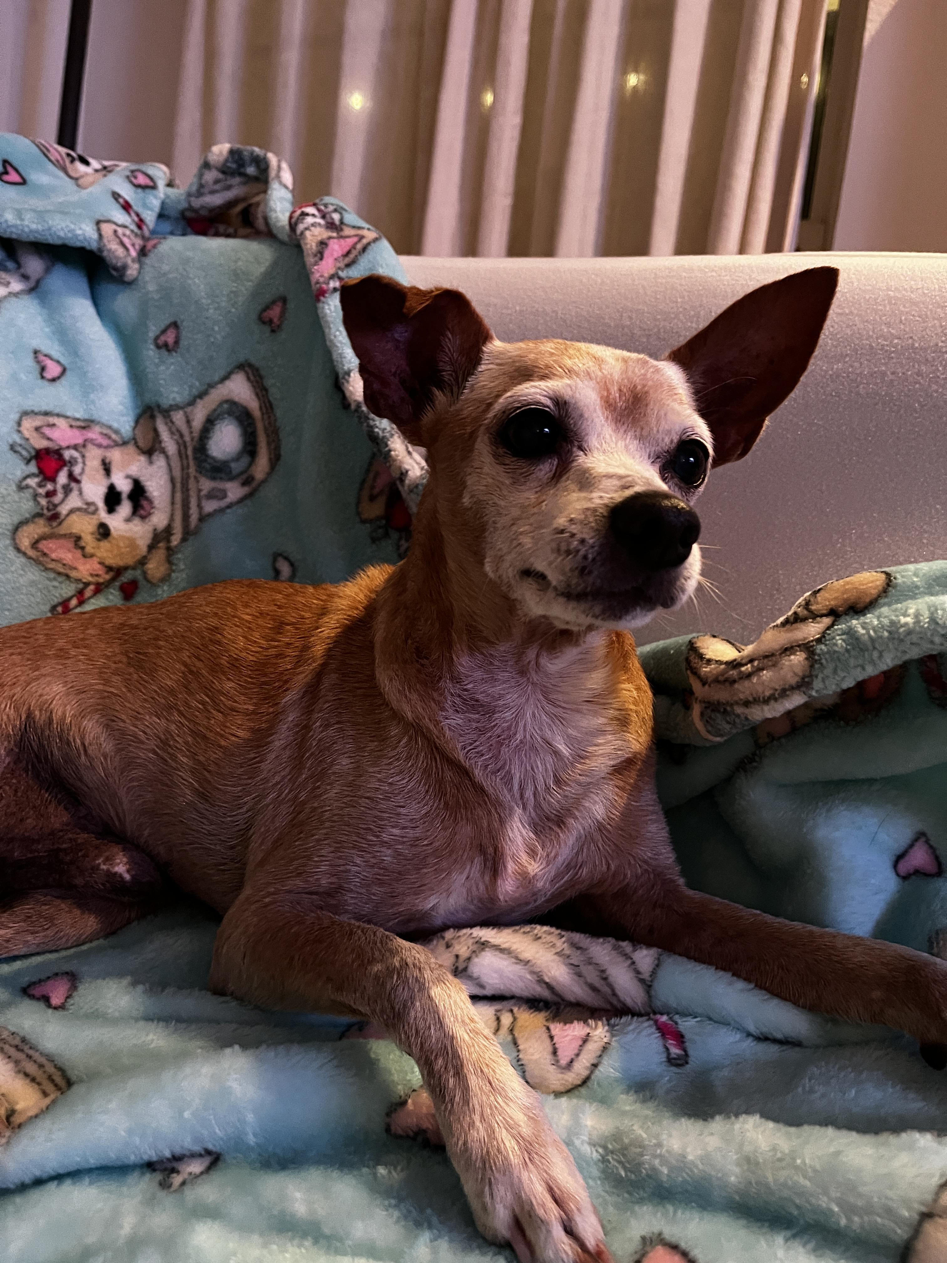 Zip, a Adoptable mixed breed in San Antonio, TX image 2/6