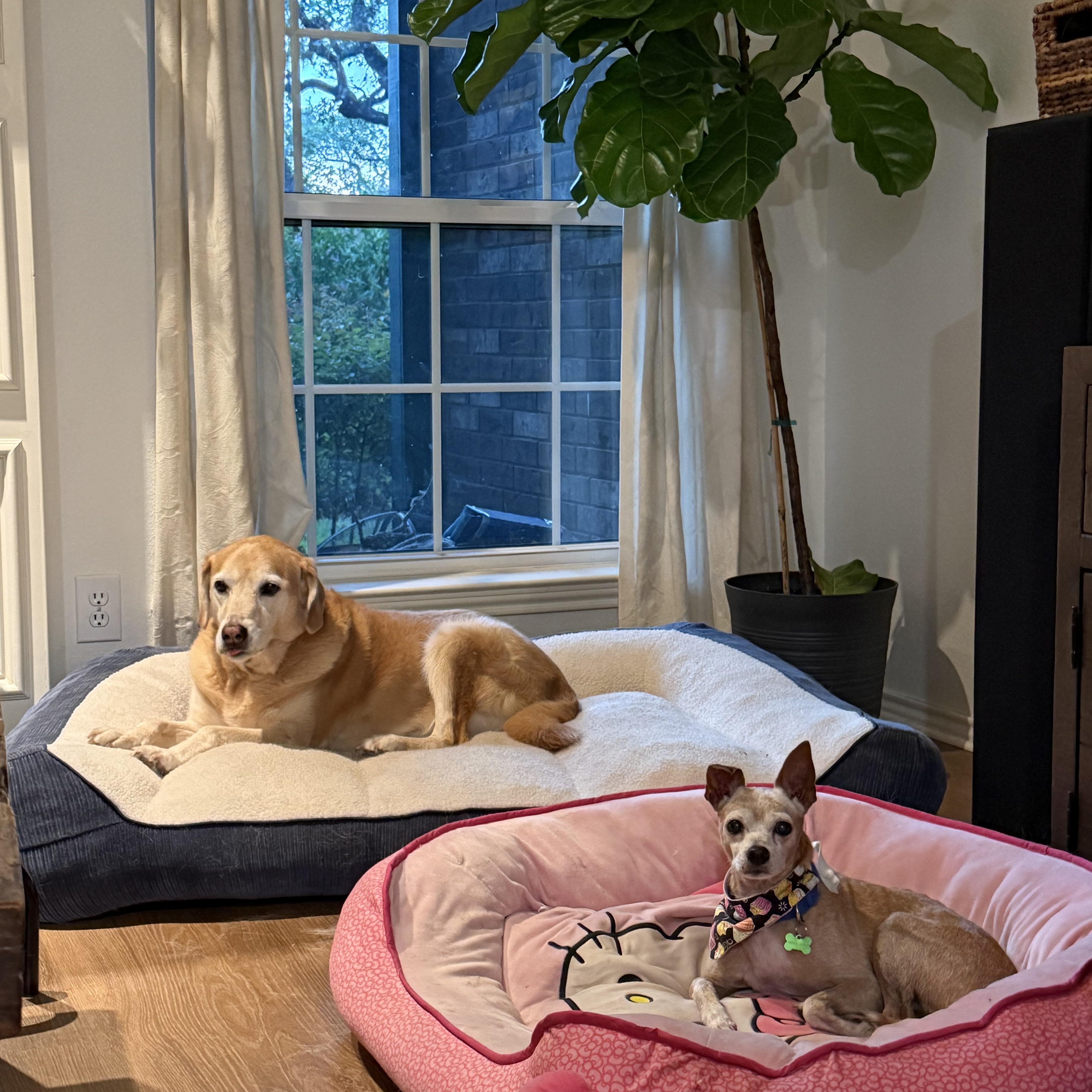 Enlarge Zip, a Adoptable mixed breed in San Antonio, TX image 5/6