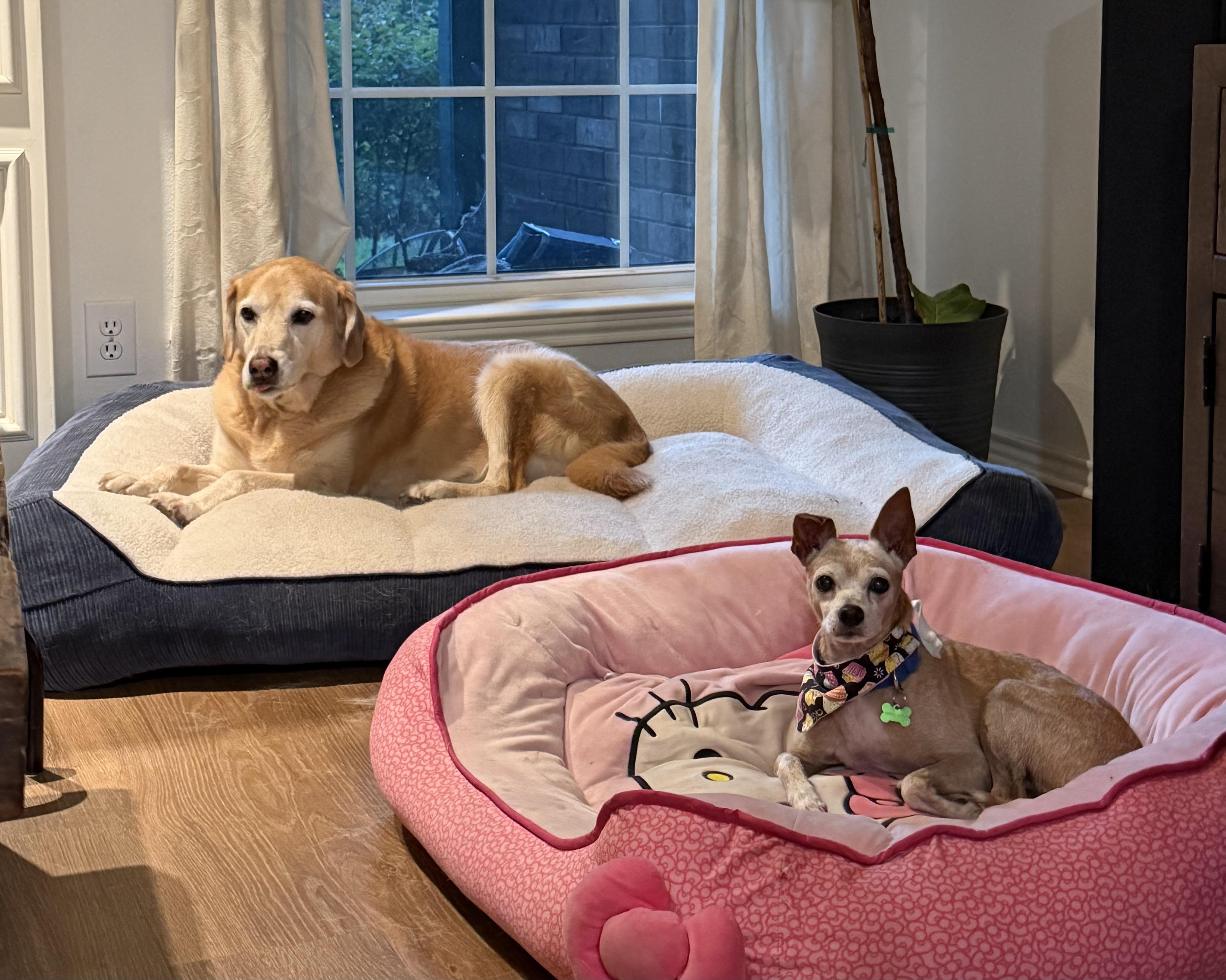 Zip, Adoptable, Adult Male Chihuahua.