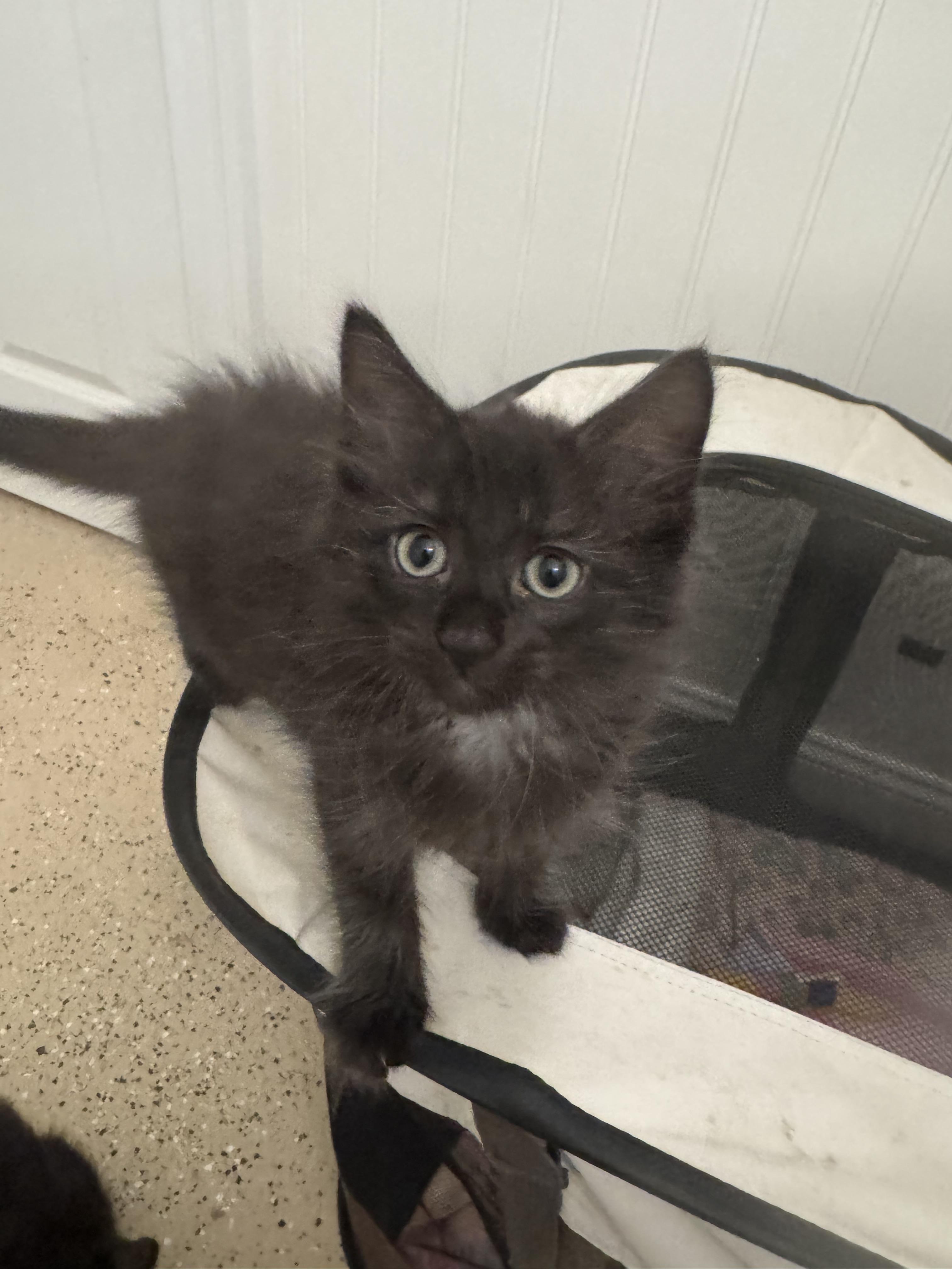 Victoria, ADOPTABLE, Kitten Female Domestic Short Hair.