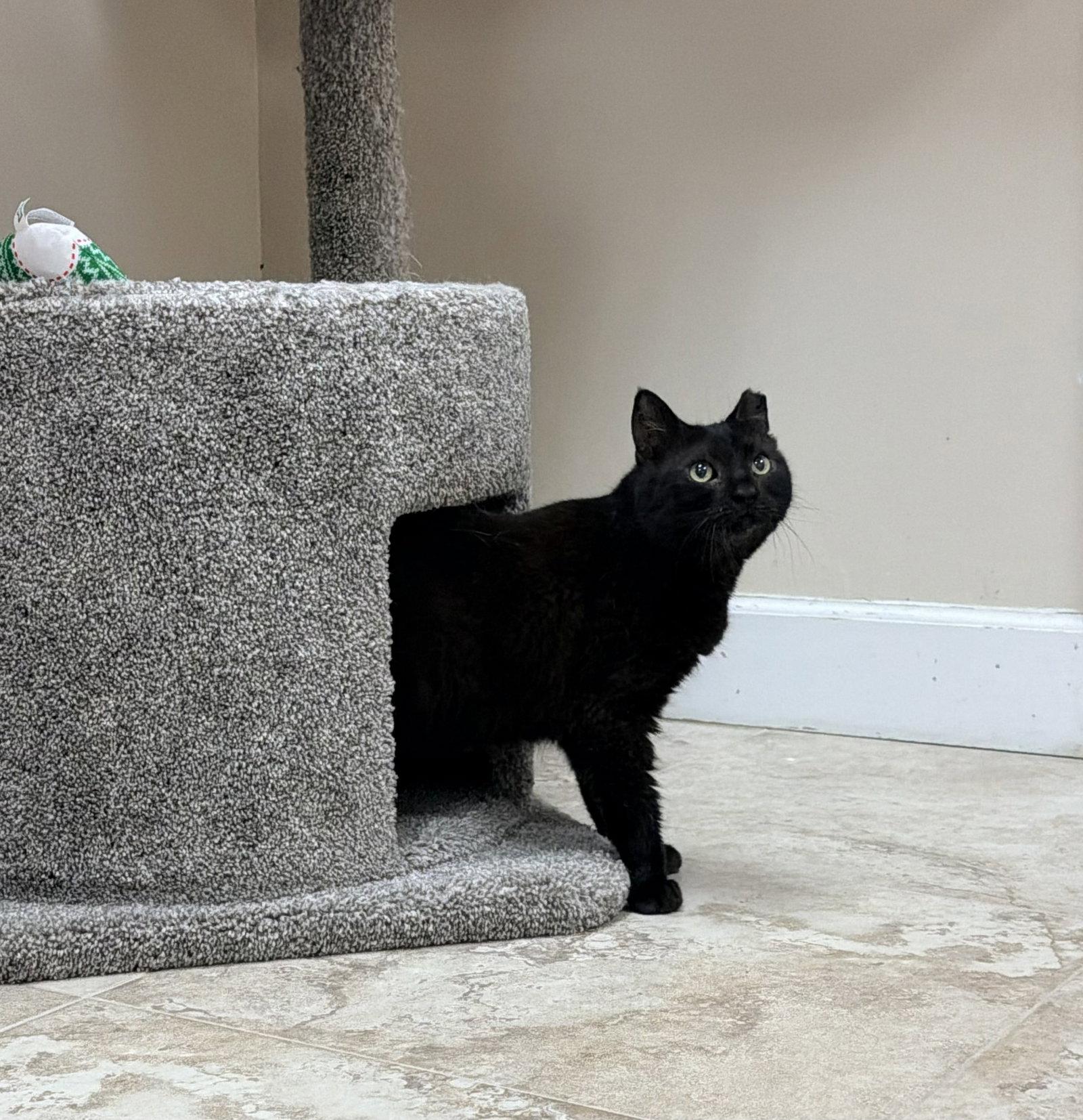Enlarge Jolie, a Adoptable Domestic Short Hair in West Palm Beach, FL image 1/1
