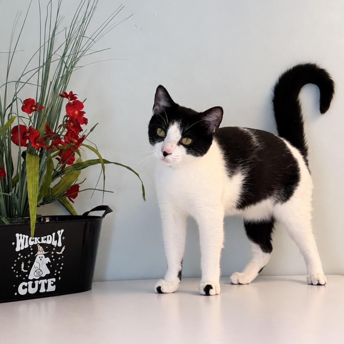 Mallomar, Adopted, Young Female Domestic Short Hair.